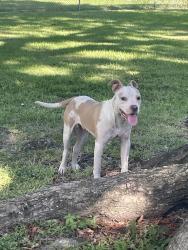 Found/Stray Male Dog last seen Hilltop Circle, New Iberia, New Iberia, LA 70563