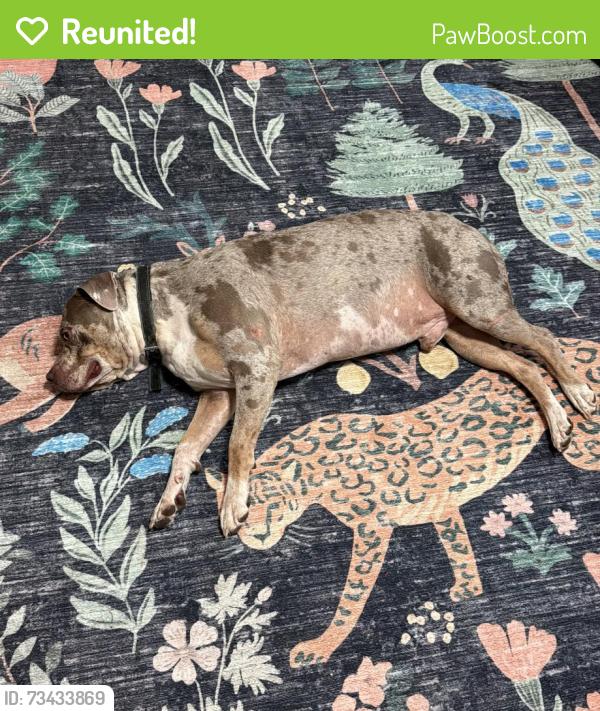 Reunited Male Dog last seen Central Ave NE & 46th ST NE, Washington, DC 20019