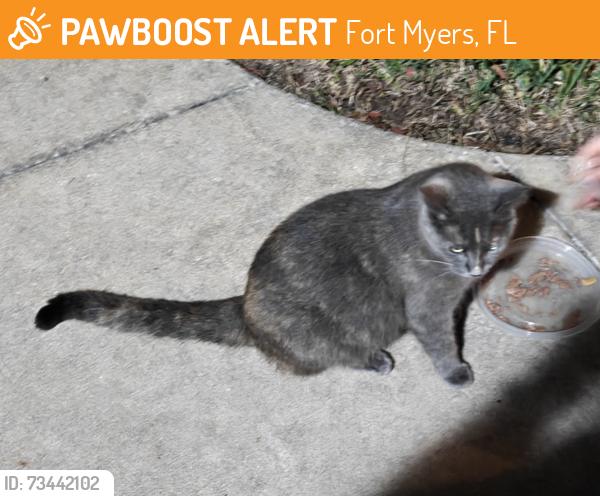 Found/Stray Unknown Cat last seen Plantation and Daniels, Fort Myers, FL 33966