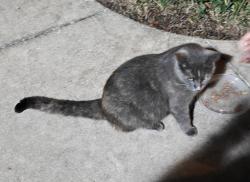 Found/Stray Unknown Cat last seen Plantation and Daniels, Fort Myers, FL 33966