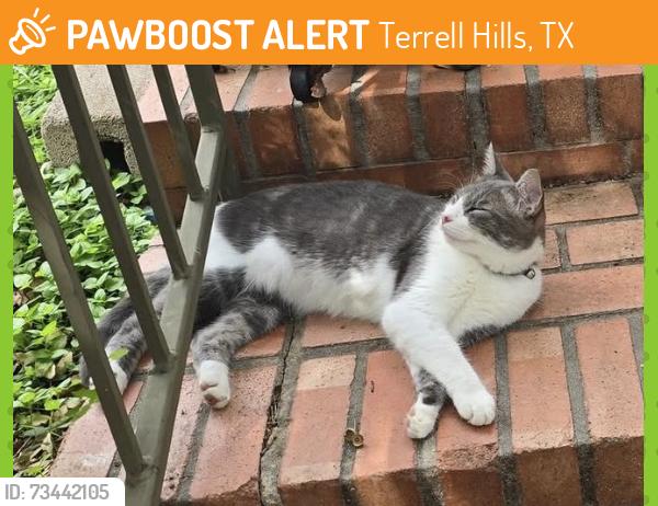 Found/Stray Male Cat last seen Newbury Terrace, Terrell Hills, TX 78209