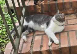 Found/Stray Male Cat last seen Newbury Terrace, Terrell Hills, TX 78209