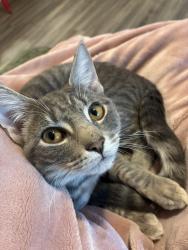 Reunited Male Cat last seen Target Kannapolis NC, Concord, NC 28027
