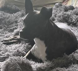 Found/Stray Female Dog last seen 16th / Franklin Rd, Indianapolis, IN 46219