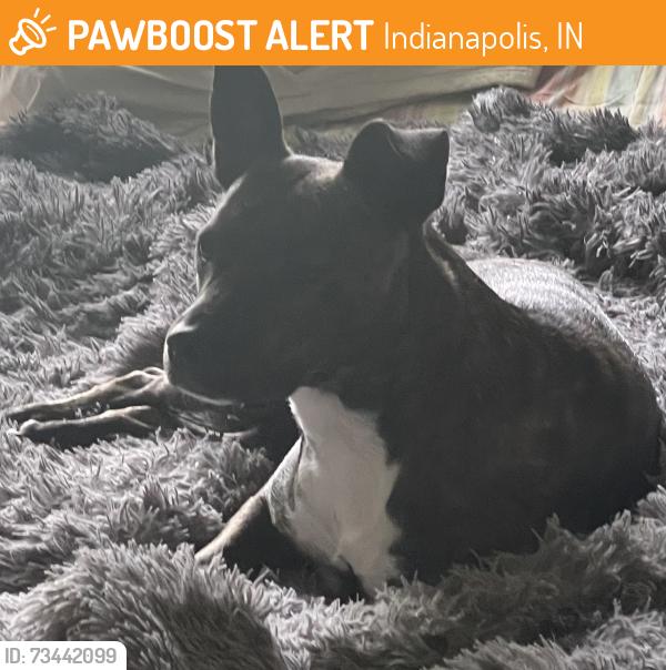 Found/Stray Female Dog last seen 16th / Franklin Rd, Indianapolis, IN 46219
