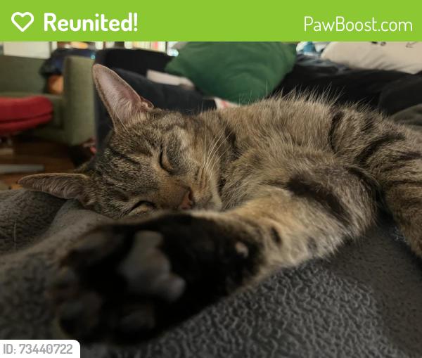 Reunited Male Cat last seen Dickinson and Clarion, Philadelphia, PA 19147