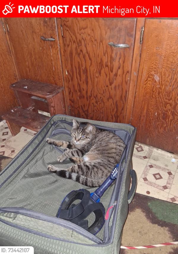Lost Male Cat last seen Butler St and Barker Ave., Michigan City, IN 46360