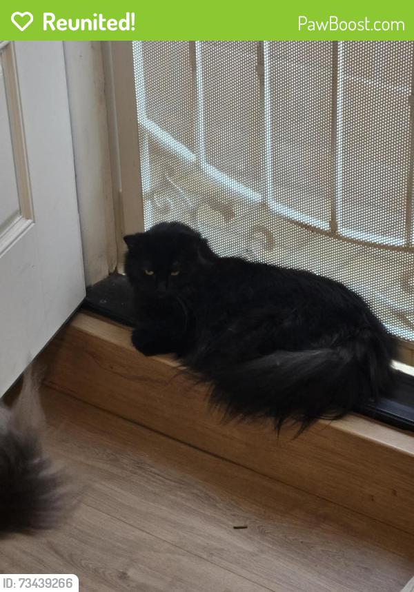 Reunited Male Cat last seen La Palma Community Center, La Palma, CA 90623