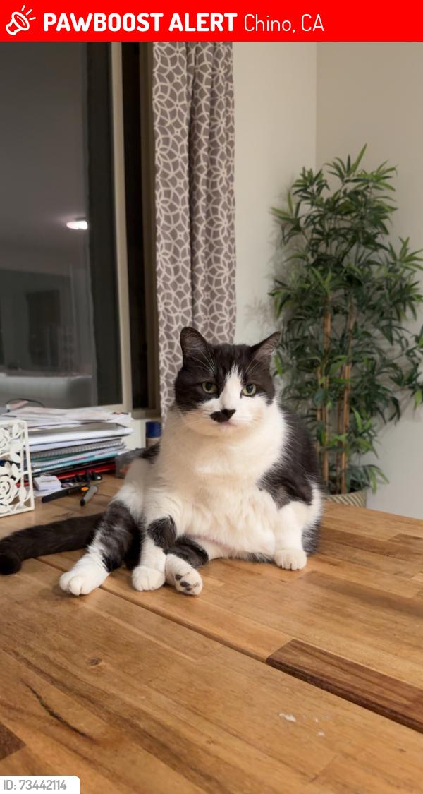 Lost Female Cat last seen Nature Retreat Park, Chino, CA 91708