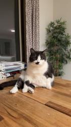 Lost Female Cat last seen Nature Retreat Park, Chino, CA 91708