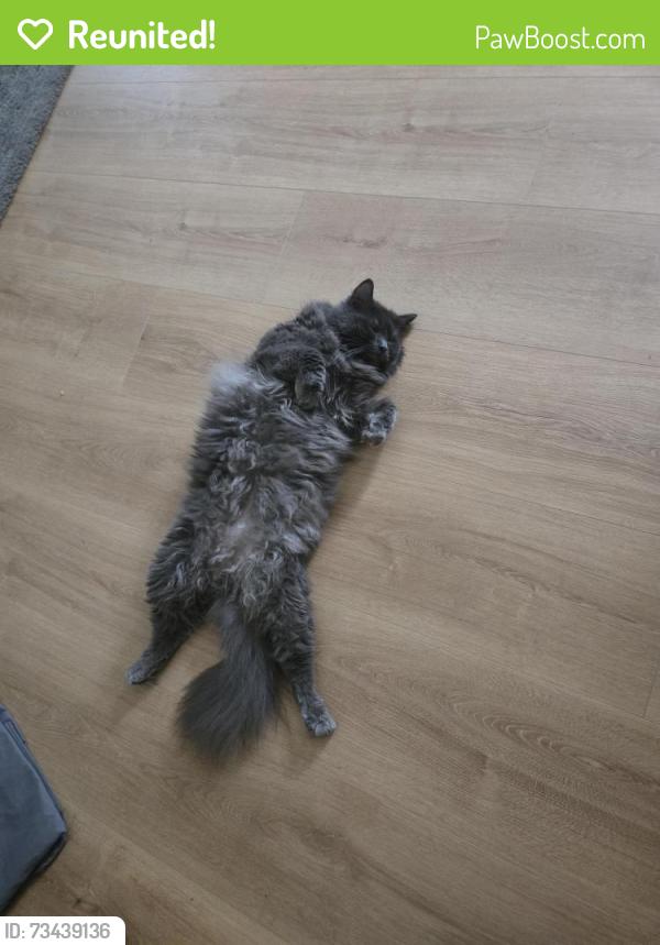 Reunited Male Cat last seen La Palma Community Center, La Palma, CA 90623