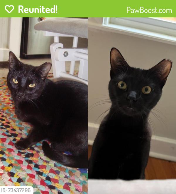 Reunited Female Cat last seen Albion St, near Albion Playground, Lowell St, and Highland Ave, Somerville, MA 02144