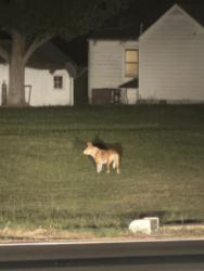 Found/Stray Unknown Dog last seen Ran across behind Jacks on 97, Rocky Mount, NC 27803