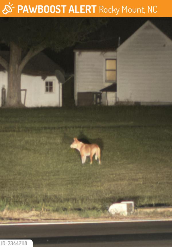 Found/Stray Unknown Dog last seen Ran across behind Jacks on 97, Rocky Mount, NC 27803
