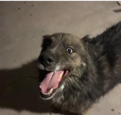 Lost Male Dog last seen Roadrunner, Las Cruces, NM 88011