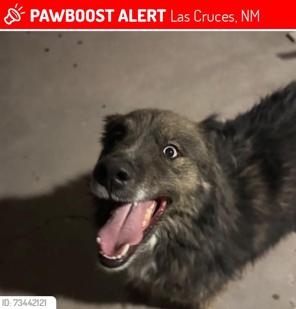Lost Male Dog last seen Roadrunner, Las Cruces, NM 88011