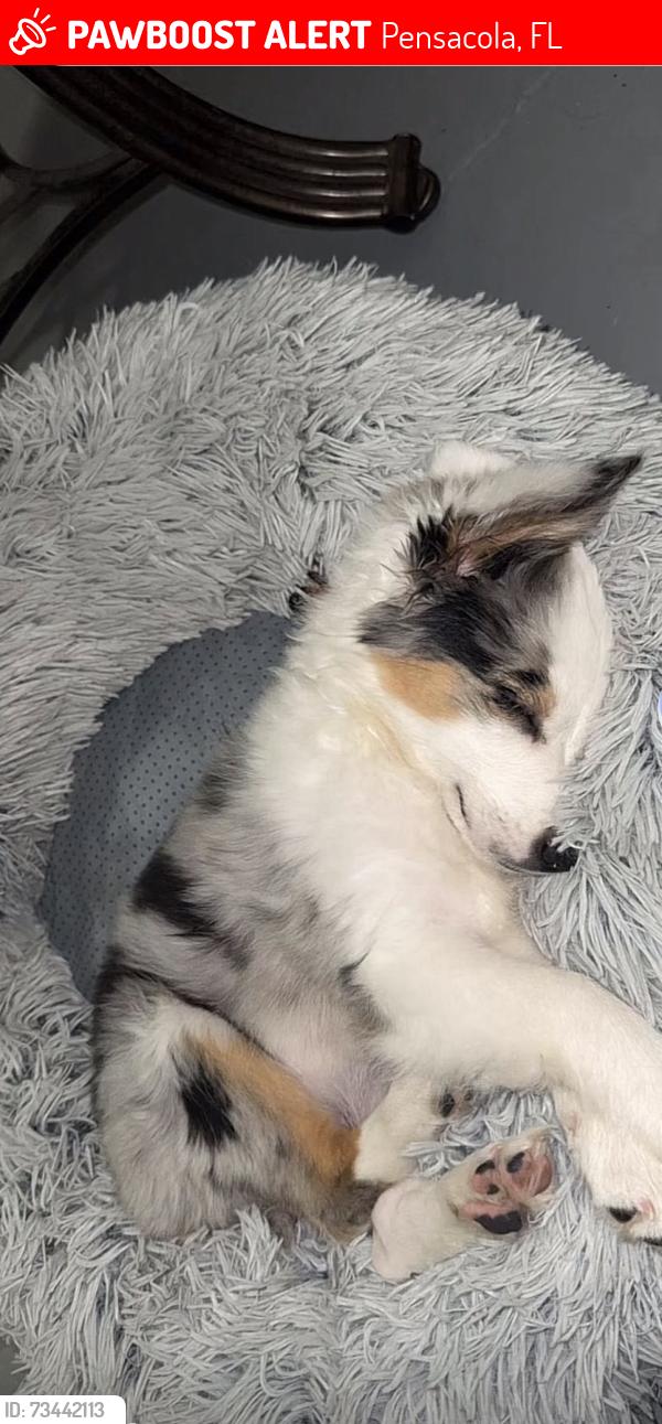 Lost Male Dog last seen Near citrus st, Pensacola, FL 32506