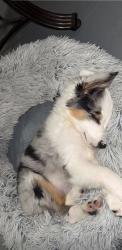 Lost Male Dog last seen Near citrus st, Pensacola, FL 32506