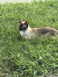 Lost Male Cat last seen Corner of Brookside and Buchanan, Plainfield, IN 46168