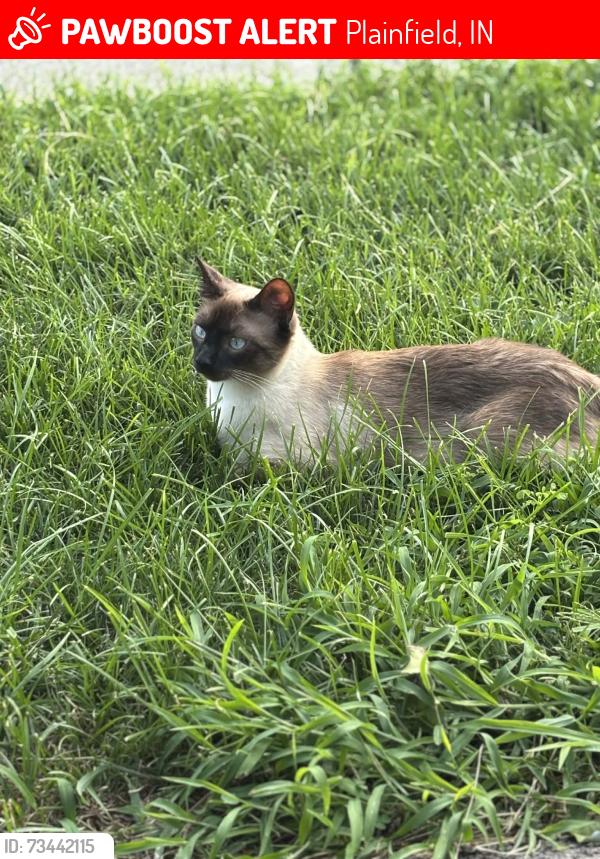 Lost Male Cat last seen Corner of Brookside and Buchanan, Plainfield, IN 46168