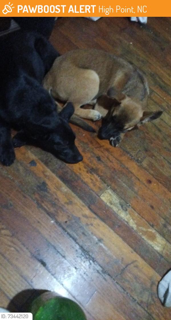 Found/Stray Female Dog last seen Nathan Hunt Dr highpoint NC, High Point, NC 27260