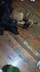 Found/Stray Female Dog last seen Nathan Hunt Dr highpoint NC, High Point, NC 27260