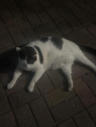 Found/Stray Unknown Cat last seen ne 13th street, Fort Lauderdale, FL 33304