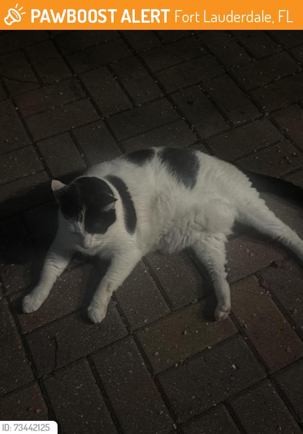 Found/Stray Unknown Cat last seen ne 13th street, Fort Lauderdale, FL 33304