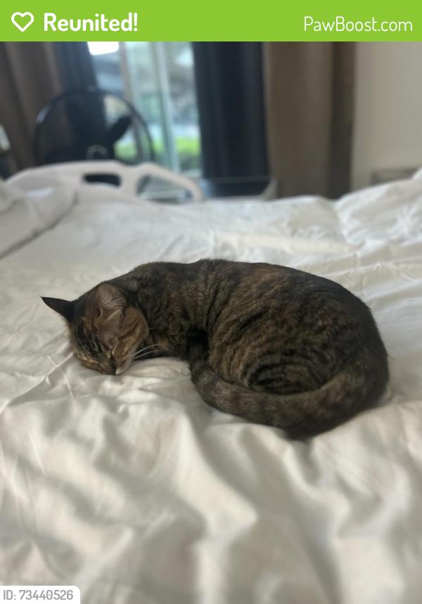 Reunited Female Cat last seen Manzanita and Lincoln, Carmichael, CA 95608