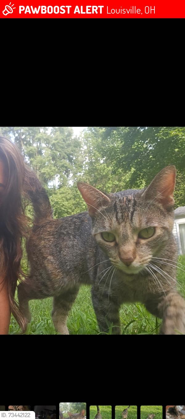 Lost Female Cat last seen Broadway Ave, Louisville, OH 44641