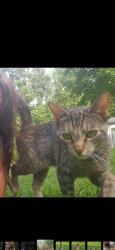 Lost Female Cat last seen Broadway Ave, Louisville, OH 44641