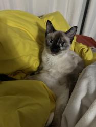 Lost Female Cat last seen E mound st, Columbus, OH 43209