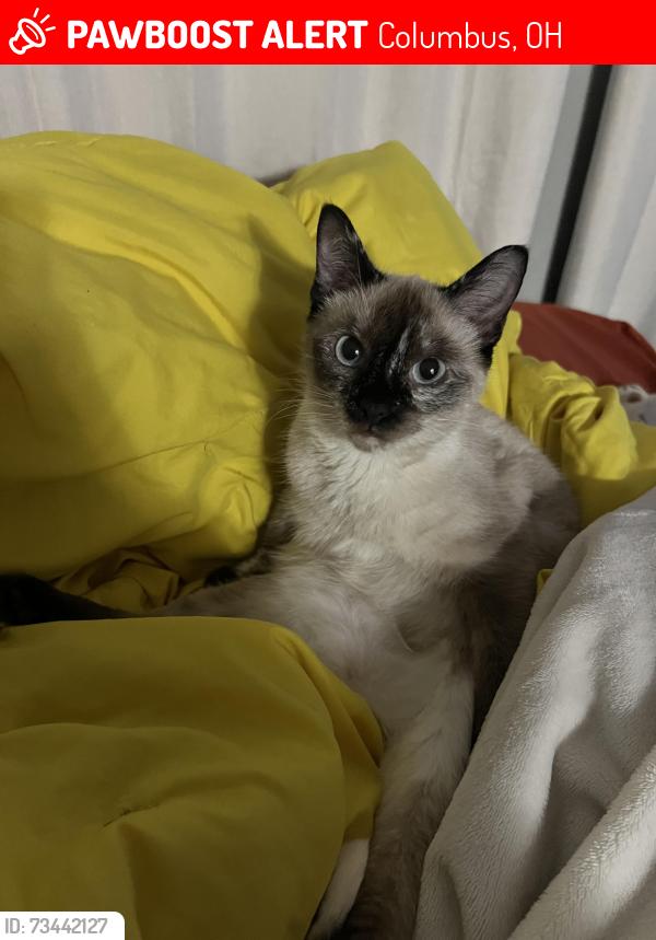 Lost Female Cat last seen E mound st, Columbus, OH 43209