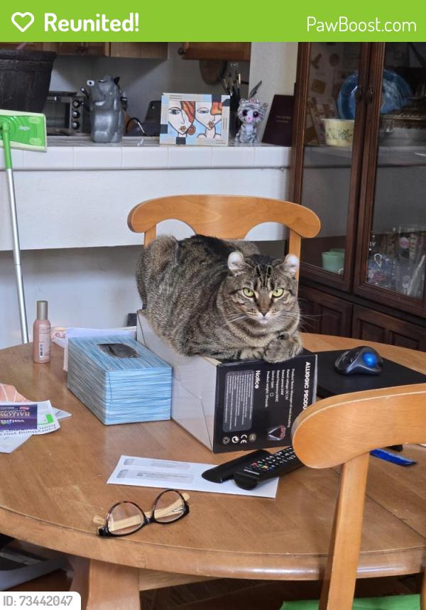 Reunited Female Cat last seen Nautical Rd. and Lighthouse Ln., Oxnard, CA 93030