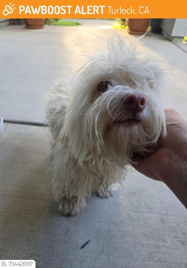 Found/Stray Unknown Dog last seen Dale Pinkney Park, Turlock, CA 95382