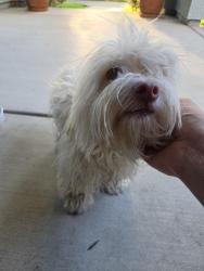 Found/Stray Unknown Dog last seen Dale Pinkney Park, Turlock, CA 95382