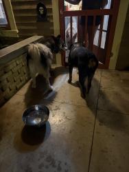 Found/Stray Unknown Dog last seen Pearson Park, Anaheim, CA 92815