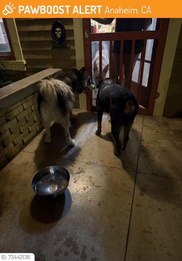 Found/Stray Unknown Dog last seen Pearson Park, Anaheim, CA 92815