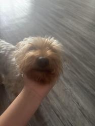 Reunited Male Dog last seen 107th ave buckeye, Tolleson, AZ 85329