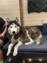 Found/Stray Female Dog last seen Near westcove circle, Houston, TX 77064