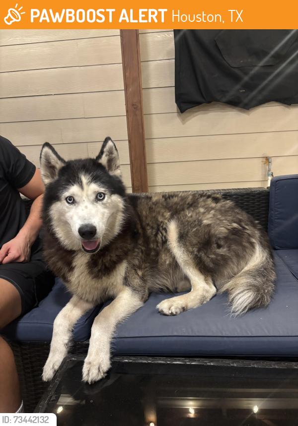 Found/Stray Female Dog last seen Near westcove circle, Houston, TX 77064