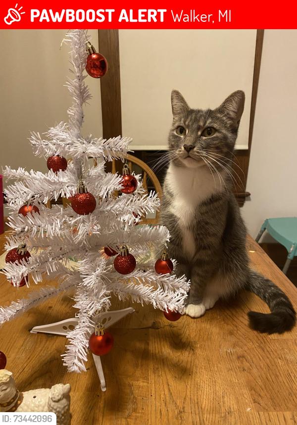 Lost Female Cat last seen Last seen near Alpine Meijer and Alpine Arbys, Walker, MI 49544