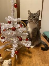 Lost Female Cat last seen Last seen near Alpine Meijer and Alpine Arbys, Walker, MI 49544