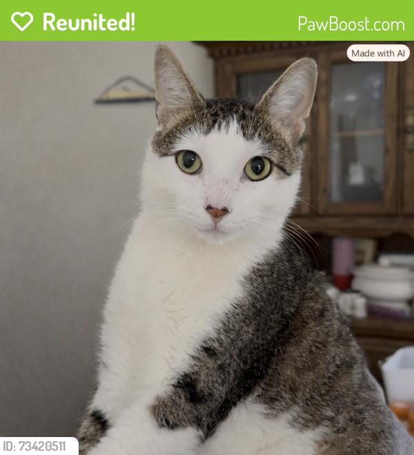 Reunited Male Cat last seen Gatewood Lane, Greendale, WI, Greendale, WI 53129