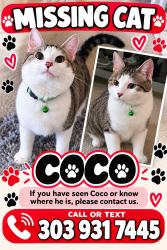 Lost Male Cat last seen Dry creek gas and snacks, Centennial, CO 80112