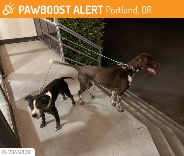 Found/Stray Male Dog last seen Across from plaid pantry, Portland, OR 97219