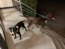 Found/Stray Male Dog last seen Across from plaid pantry, Portland, OR 97219