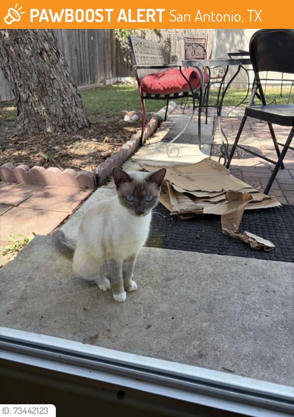 Found/Stray Unknown Cat last seen Greenhill Pass, San Antonio, TX 78213