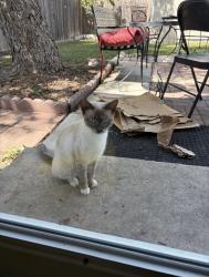 Found/Stray Unknown Cat last seen Greenhill Pass, San Antonio, TX 78213