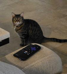 Reunited Female Cat last seen On the street of Holly Oak blvd, behind the hses in the wooded area/field, DeLand, FL 32724
